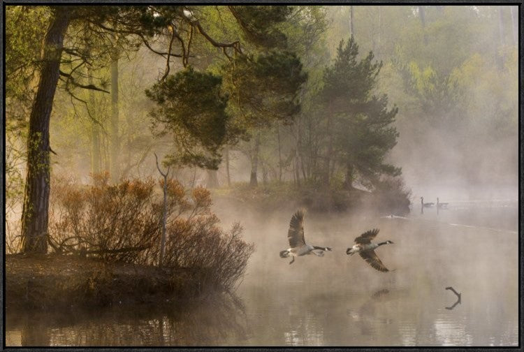 "Goose Fight" Framed Canvas Giclee by Anton Van Dongen, 37x25"