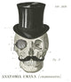 "Dandy Bones I" Digital Paper Print by Sue Schlabach, 20"x20"