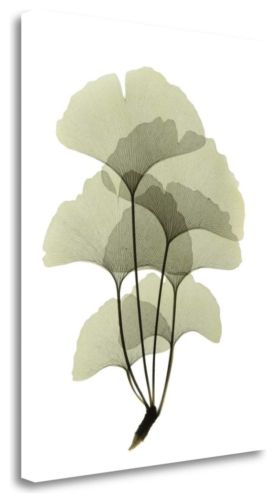 "Ginko II" By Acee, Fine Art Giclee Print on Gallery Wrap Canvas, Ready to Hang
