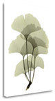 "Ginko II" By Acee, Fine Art Giclee Print on Gallery Wrap Canvas, Ready to Hang