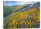 "California Poppy-Desert Bluebell, Santa Ana Mountains, California" Artwork