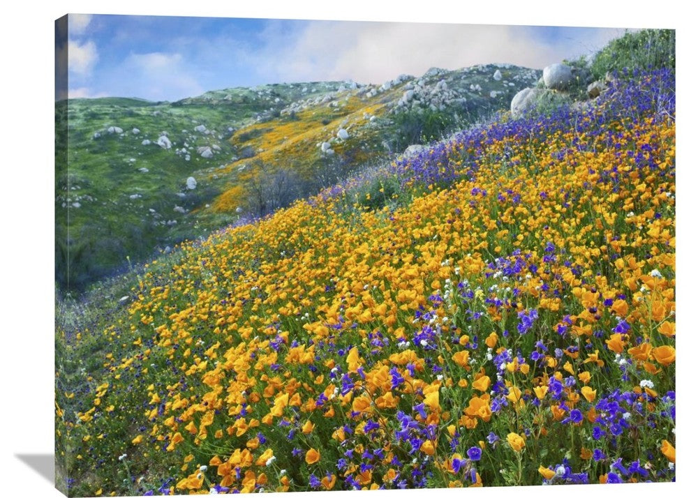 "California Poppy-Desert Bluebell, Santa Ana Mountains, California" Artwork