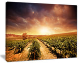 "Vineyard With Stormy Sunset" Wall Art Landscape, 20"x12"