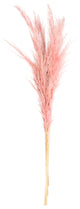 Vickerman 46" Dried Pampas Grass, Salmon