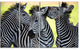 Zebras Socializing and Kissing, African Canvas Art Print, 48"x28", 4 Panels