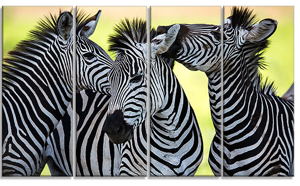 Zebras Socializing and Kissing, African Canvas Art Print, 48"x28", 4 Panels