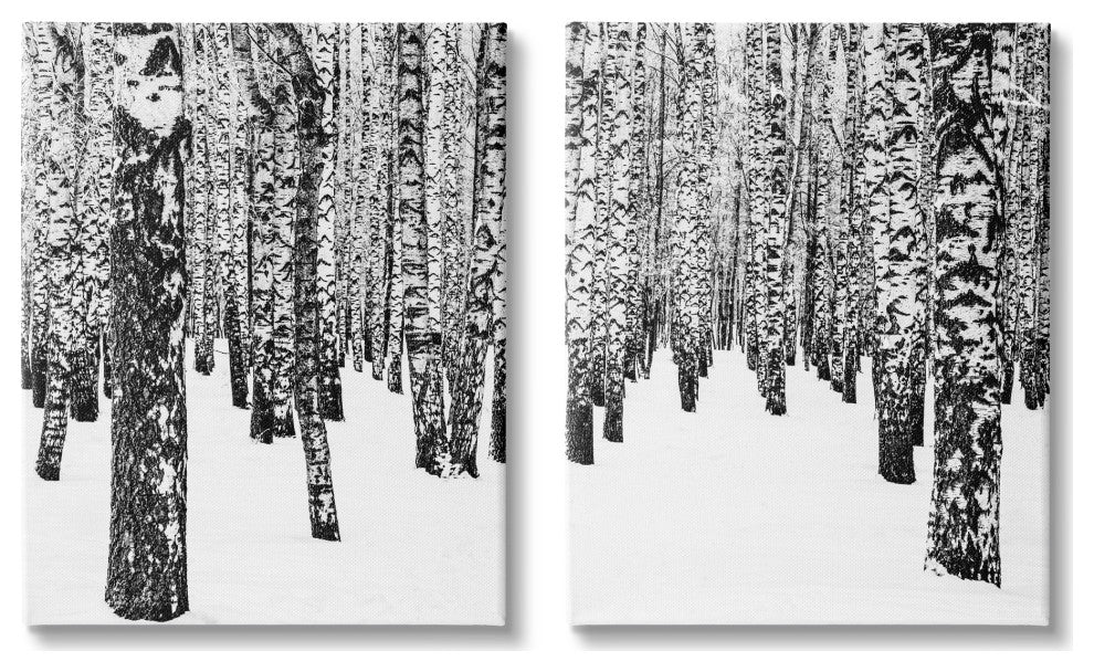 Rustic Winter Forest Scene Birch Trees,16 x 20