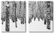 Rustic Winter Forest Scene Birch Trees,16 x 20