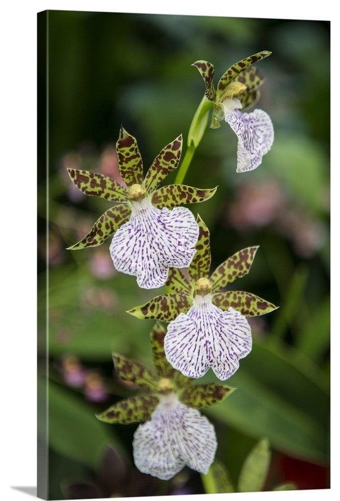 "Orchid II" Wrapped Canvas Art Print, 32"x48"x1.5"