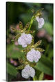 "Orchid II" Wrapped Canvas Art Print, 32"x48"x1.5"