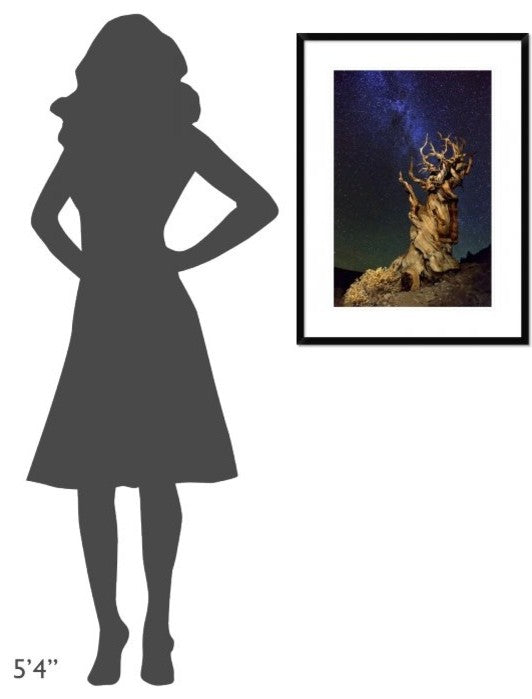 "Bristlecone Pine" Framed Digital Print by Tanja Ghirardini, 24x32"