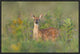 "Fragrance Of Summer" Framed Canvas Giclee by Nick Kalathas, 25x17"