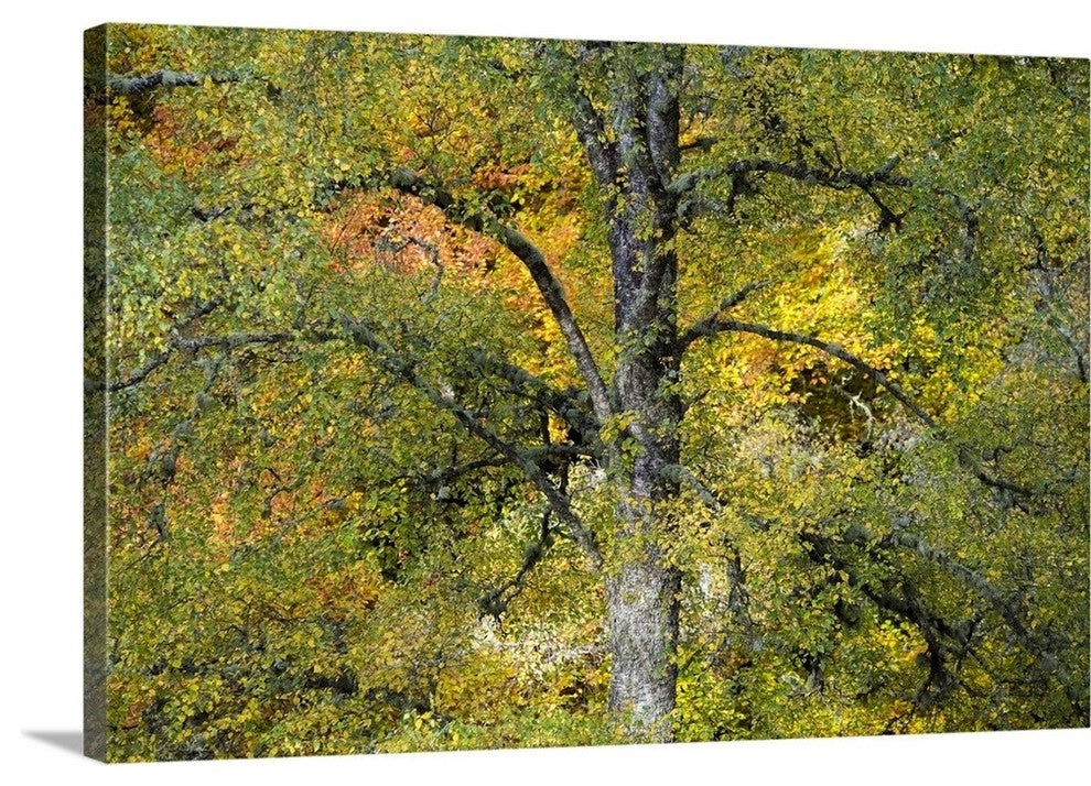 "Lord of the Forest" Wrapped Canvas Art Print, 24"x16"x1.5"