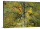"Lord of the Forest" Wrapped Canvas Art Print, 24"x16"x1.5"