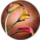 Zantedeschia Aethiopica, Floral Disc Metal Artwork, 11"