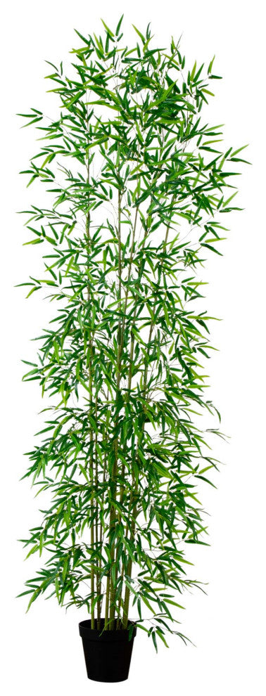 Full view of the entire bamboo tree on a white background, front-facing, no text.