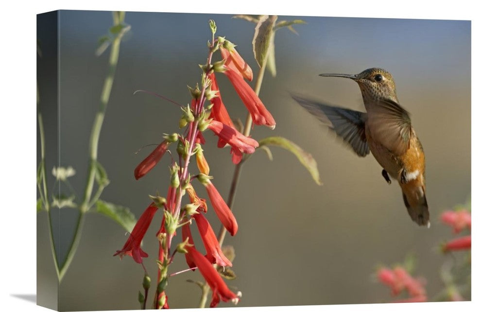 "Broad-Tailed Hummingbird Feeding On Nectar, Santa Fe, New Mexico" Artwork