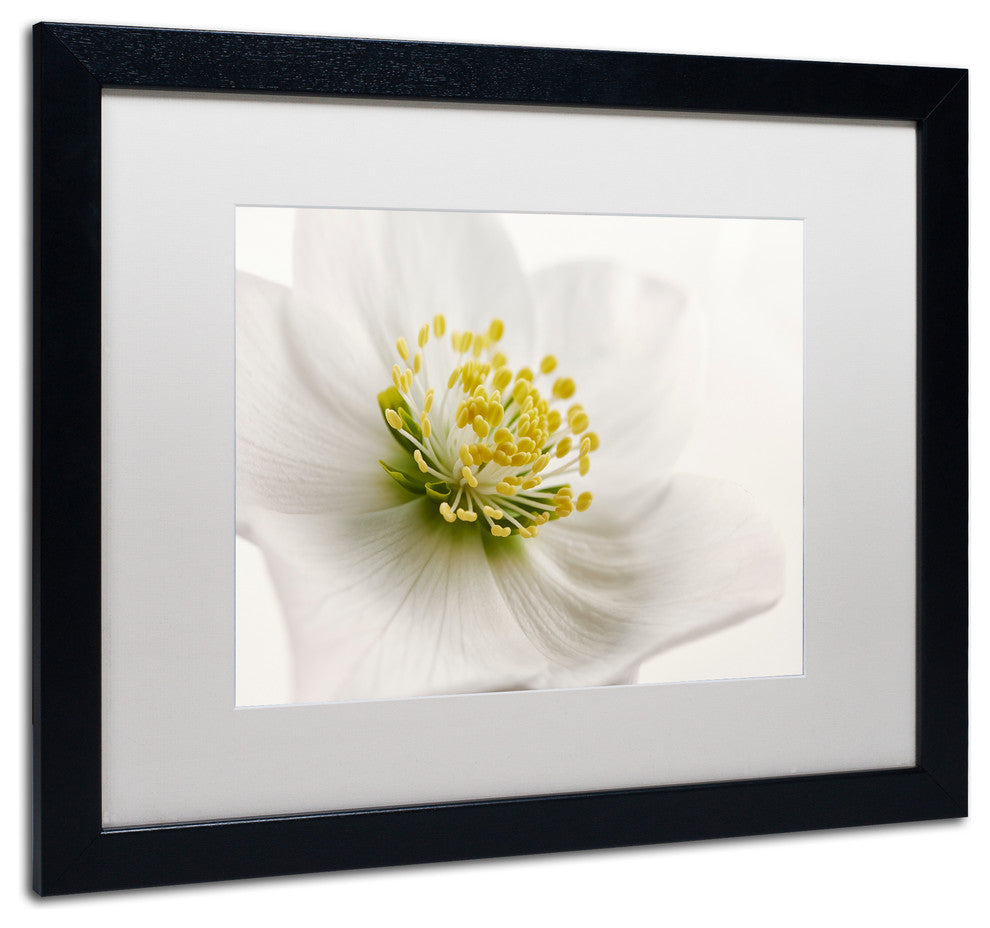 Cora Niele ''White Helleborus'' Matted Framed Art