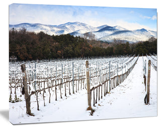 Snow Covered Vineyard Rows Italy, Extra Large Landscape Canvas Art, 20"x12"