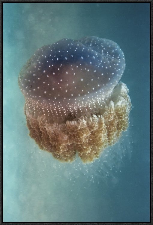 "Jellyfish Phylorhiza Punctata" Framed Canvas Giclee by Yaron Halevy, 21x31"