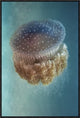 "Jellyfish Phylorhiza Punctata" Framed Canvas Giclee by Yaron Halevy, 21x31"