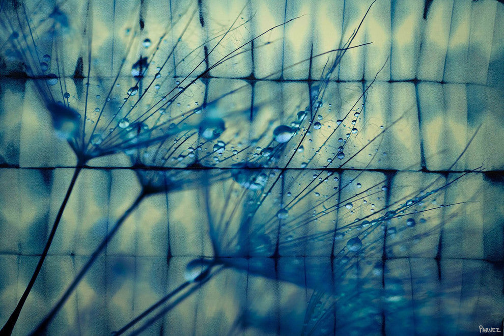 "Dandelion Dew" Fine Art Canvas Print, 36"x24"