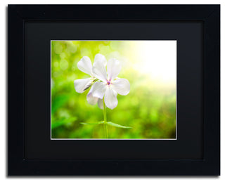 PIPA Fine Art 'Beauty of the Forest Floor' Matted Framed Art, 14x11