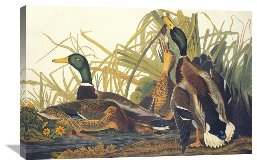 "Mallard Duck" Artwork, 36" x 24"
