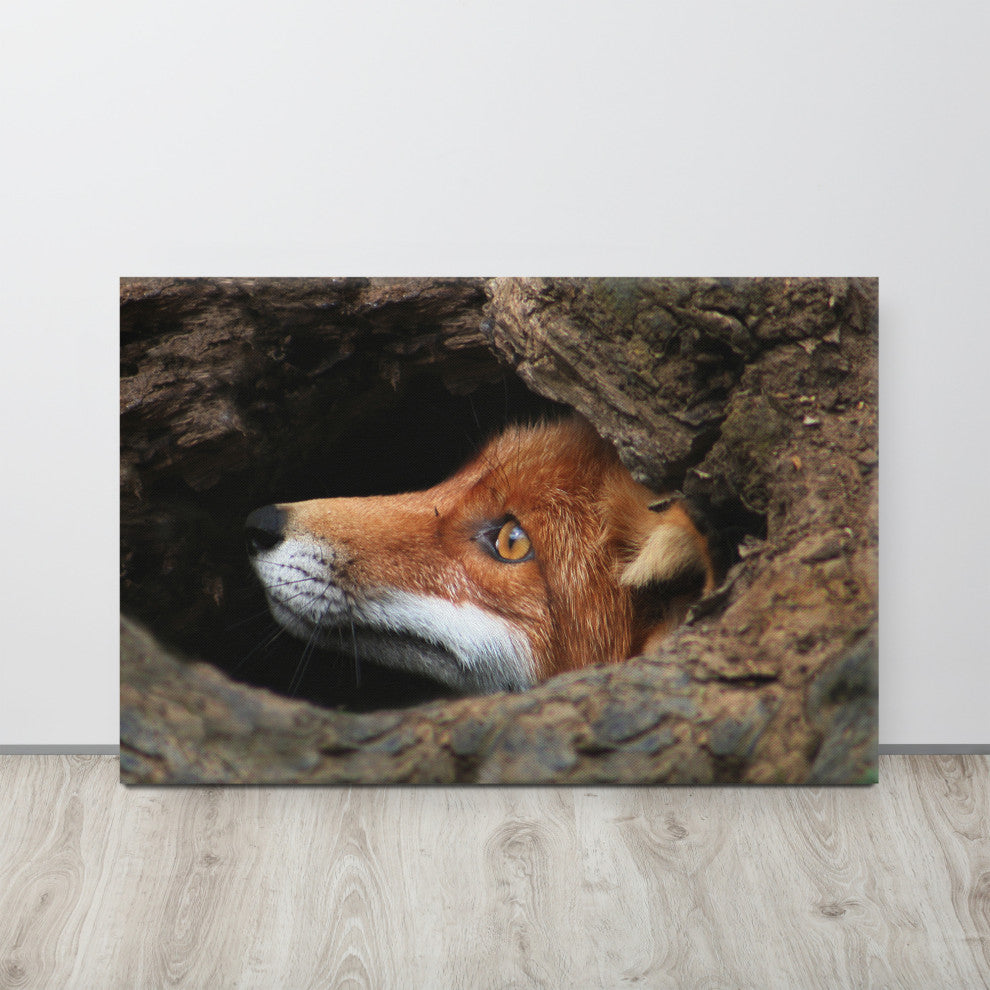 Red Fox Face in Stump Animal Wildlife Nature Photograph Canvas Wall Art Prints, 24" X 36"