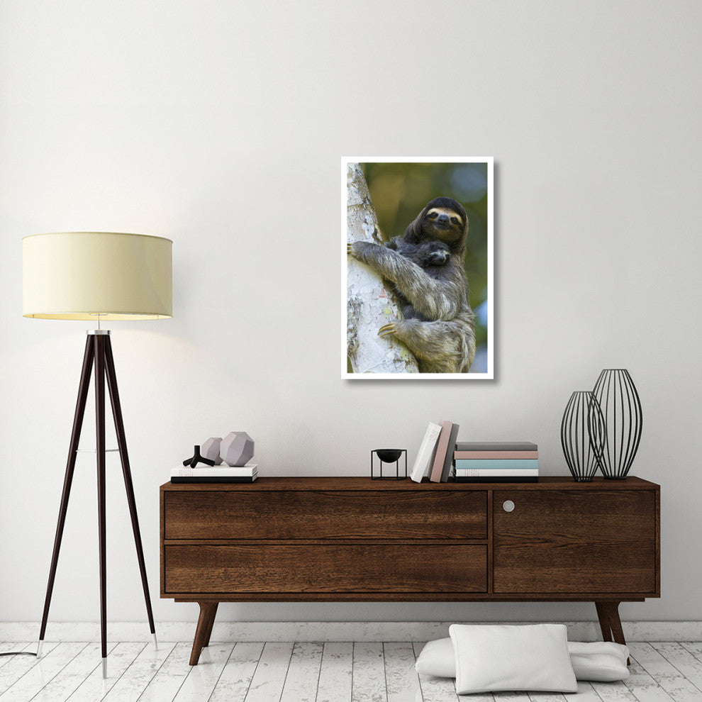 "Brown-throated 3-toed Sloth, baby, Aviarios Sloth Sanctuary" Paper Art, 26"x38"