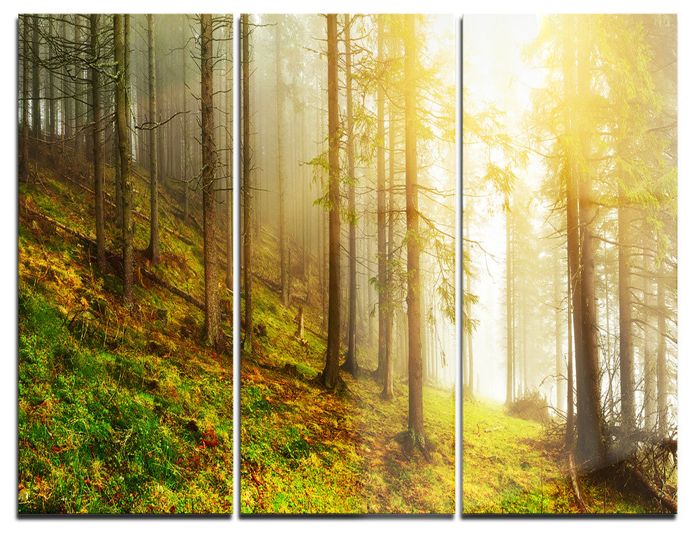 "Sun Finds its Way in Forest" Photo Metal Wall Art, 3 Panels, 36"x28"