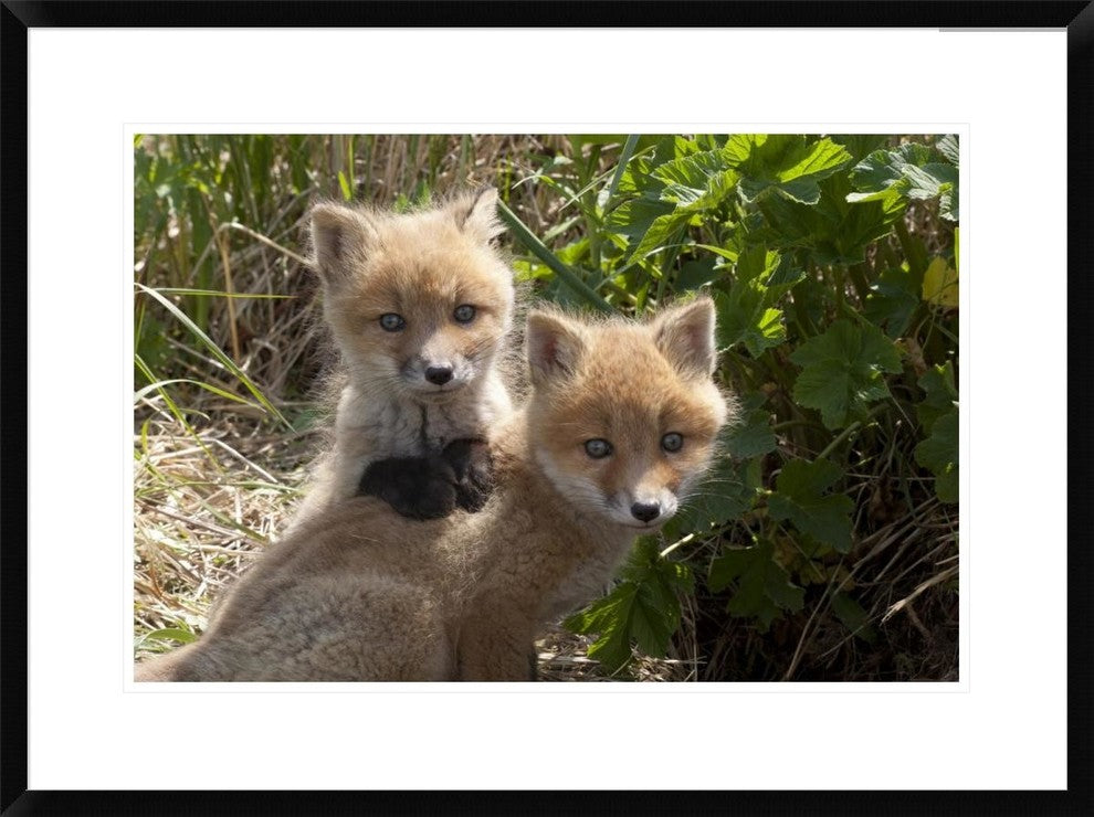 Red Fox Kits Playing, Katmai National Park, Alaska, 30"x22"