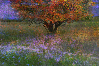 "Lone Tree Flowered Meadow" Print on Canvas by Chris Vest