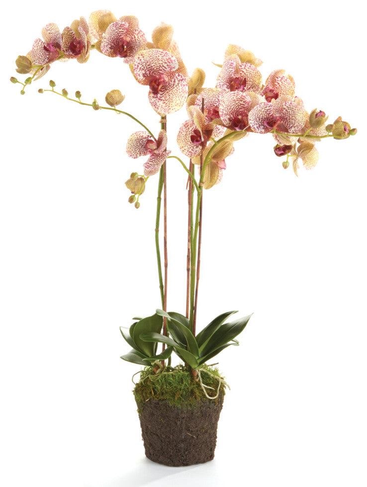 Phalaenopsis 32" Drop-In Burgundy