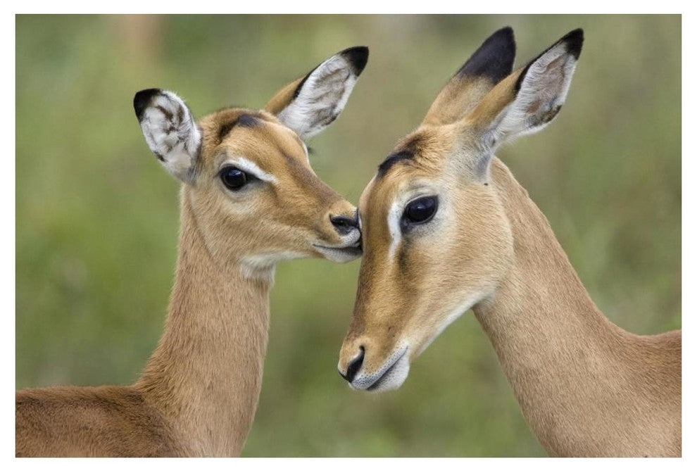 "Impala fawn grooming mother, Serengeti National Park" Paper Art, 50"x34"