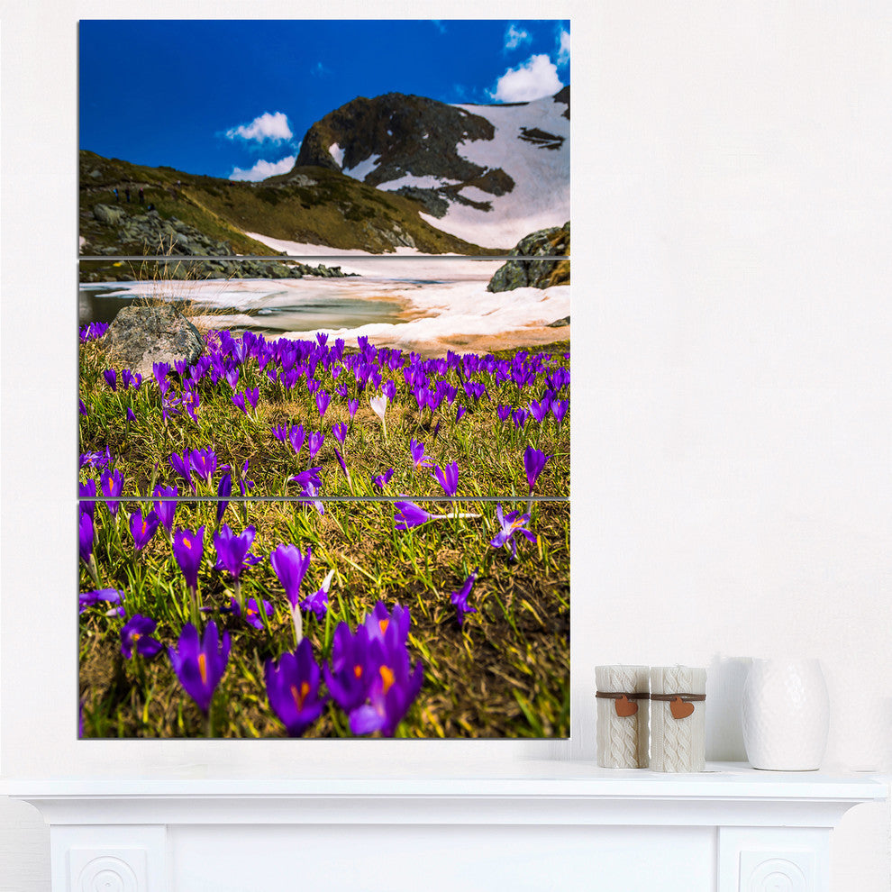 "Blooming Crocus Flowers in Rila Mountains" Metal Wall Art, 3 Panels, 28"x36"