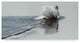 Ron Parker 'Gliding Swan' Canvas Art, 19"x10"