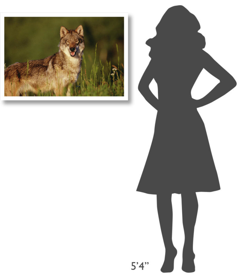 "Timber Wolf portrait, North America" Paper Print by Tim Fitzharris, 32"x22"