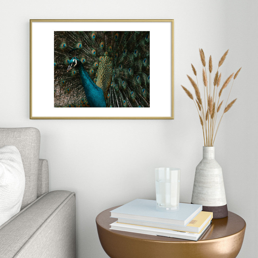 Ingrid Beddoes Peacock and proud IV Metal Framed Art Print