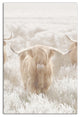 Light and Creamy Highland 12x18 Canvas Wall Art