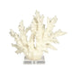 White Coral on Acrylic Base