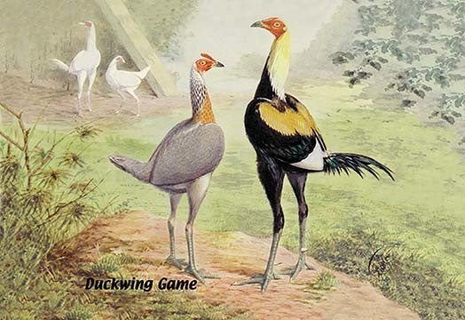Duckwing Game (Chickens)- Fine Art Giclee Print 24" x 36"