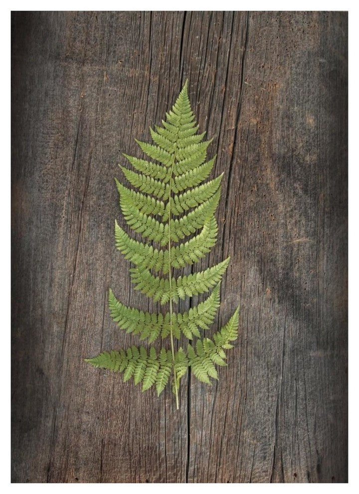 "Woodland Fern I" Digital Paper Print by Sue Schlabach, 26"x34"