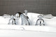 Kingston Brass Widespread Bathroom Faucet With Brass Pop-Up, Polished Chrome