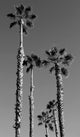 California Palms, Giclee Reproduction Artwork