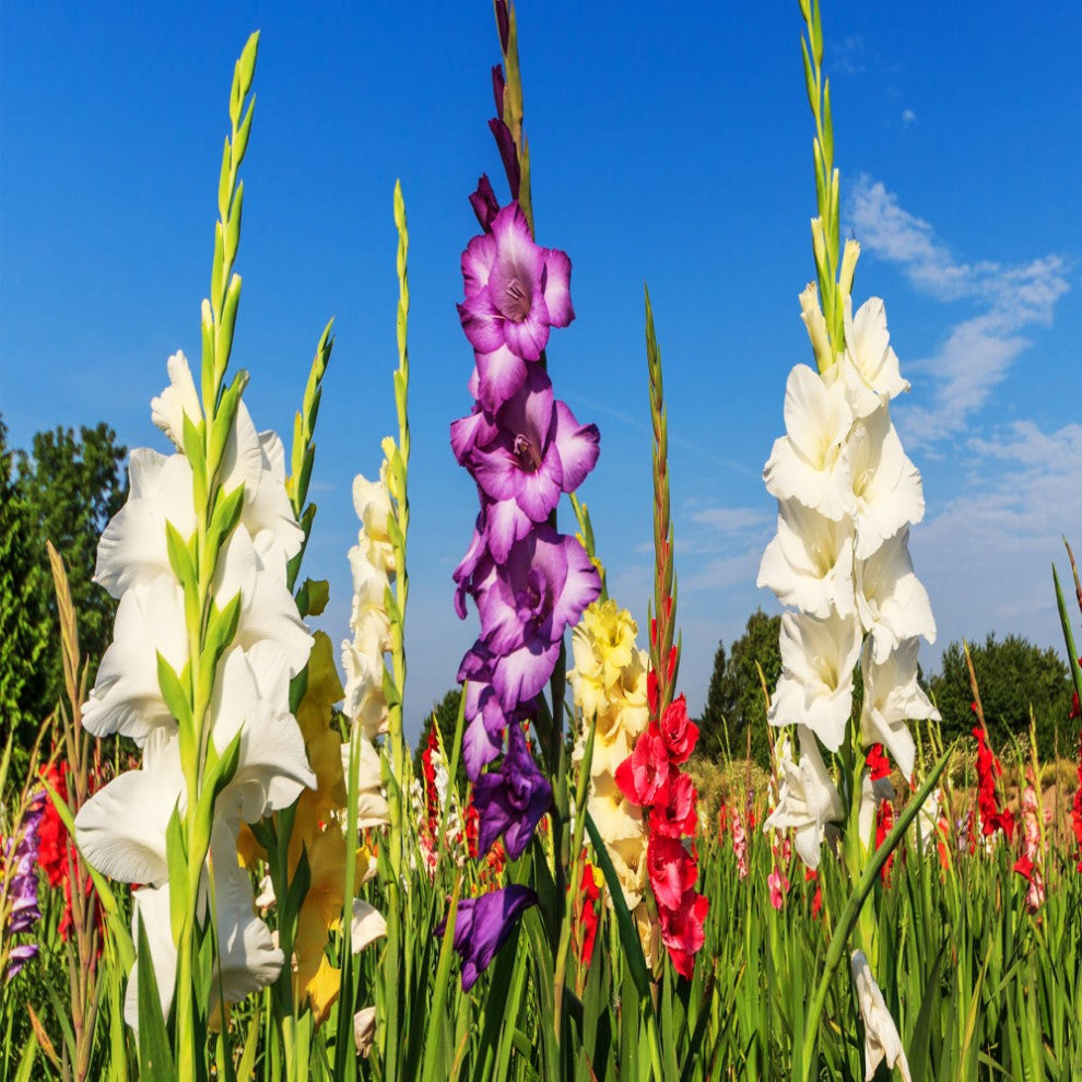 Gladiolus - 40 Flower Bulbs