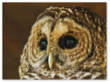 'Barred Owl Portrait' Canvas Art by Lois Bryan