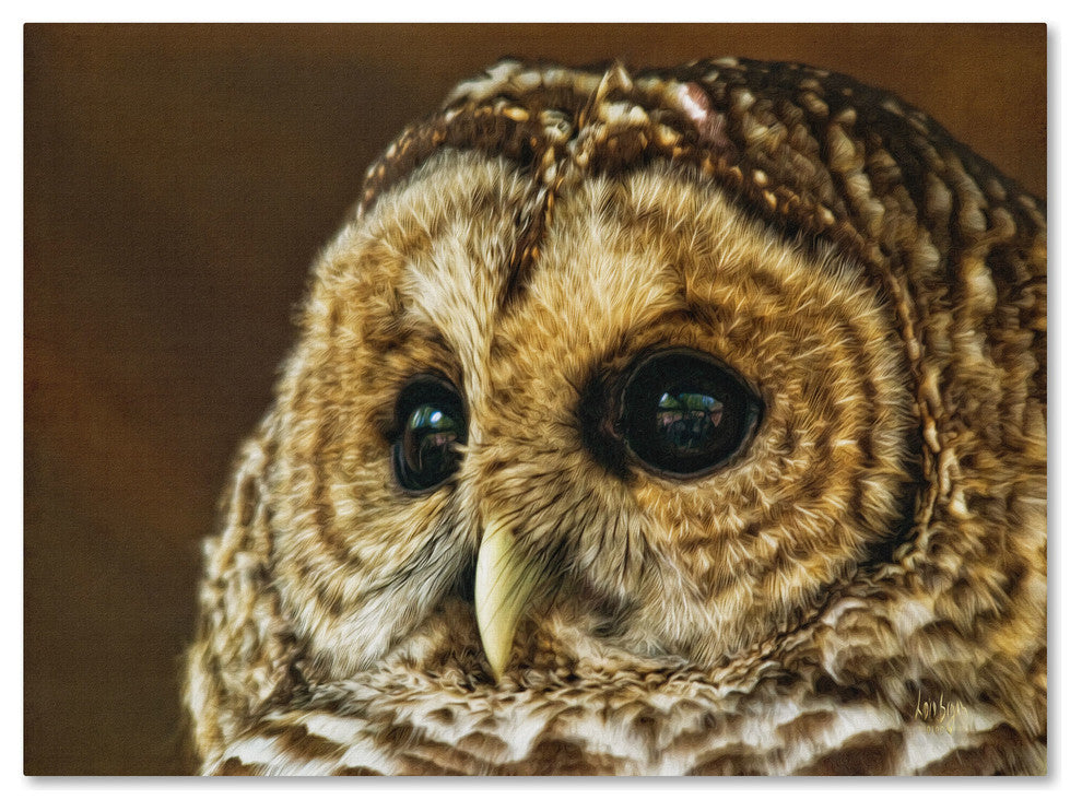 'Barred Owl Portrait' Canvas Art by Lois Bryan