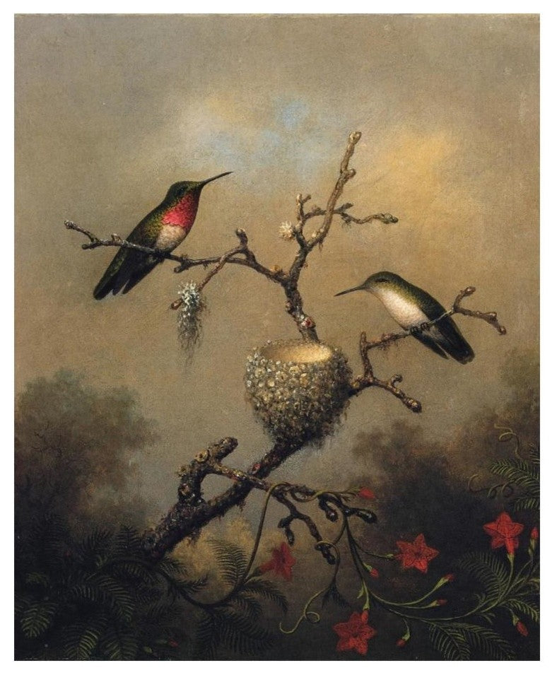 "Ruby Throated Hummingbird" Digital Paper Print by Martin Johnson Heade, 20"x24"