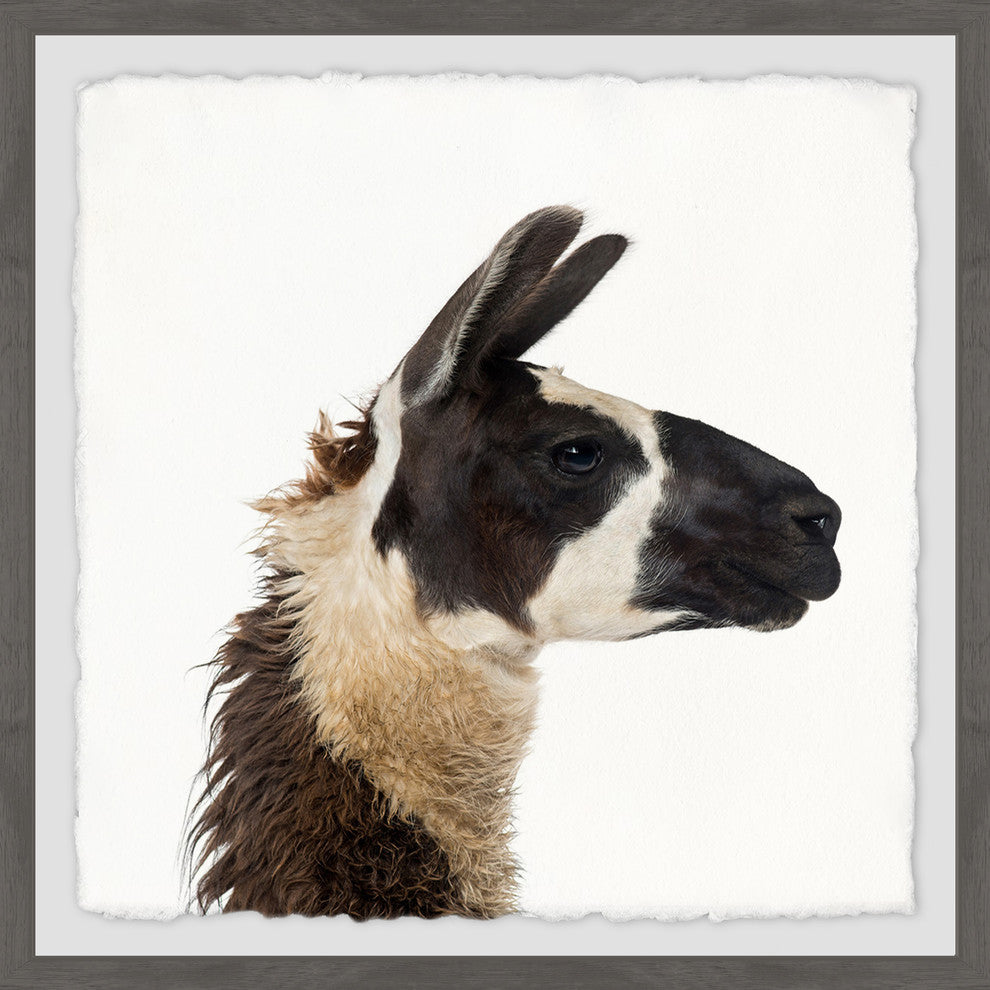 "Llama Profile" Framed Painting Print, 12"x12"